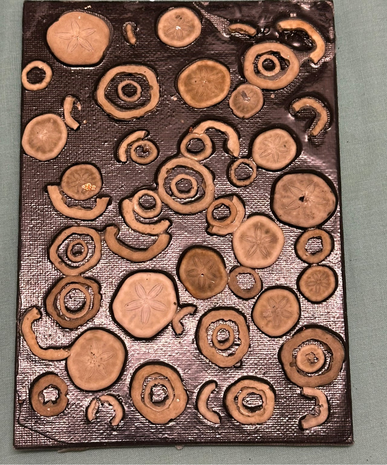 Sea money assorted
